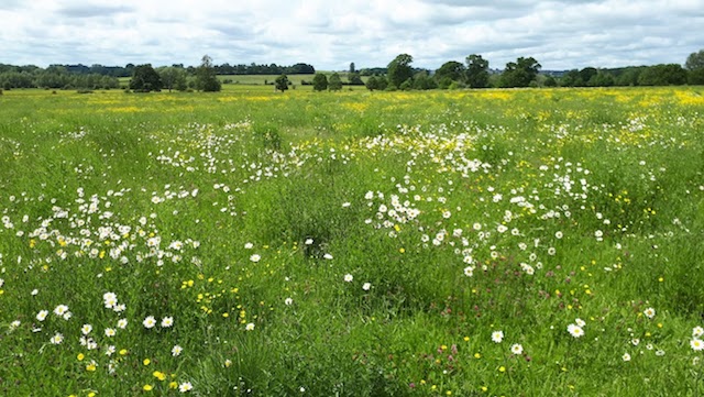 Wildflower scene in the Coleshill meadows. 